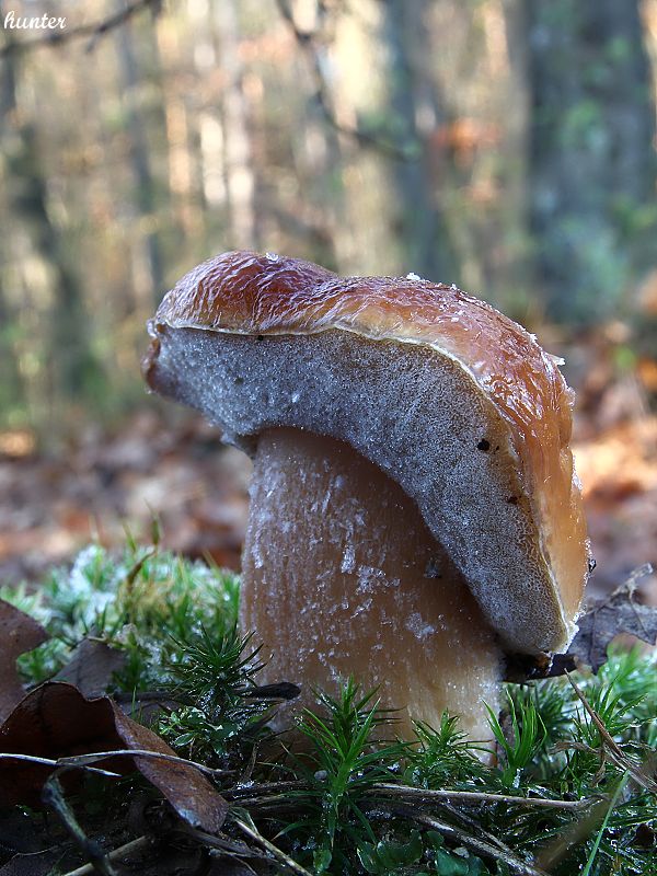 hríb smrekový Boletus edulis Bull.