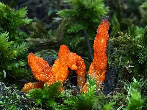 žezlovka hmyzová Cordyceps militaris (Fr.) Link