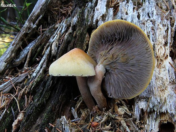 strapcovka Hypholoma sp.