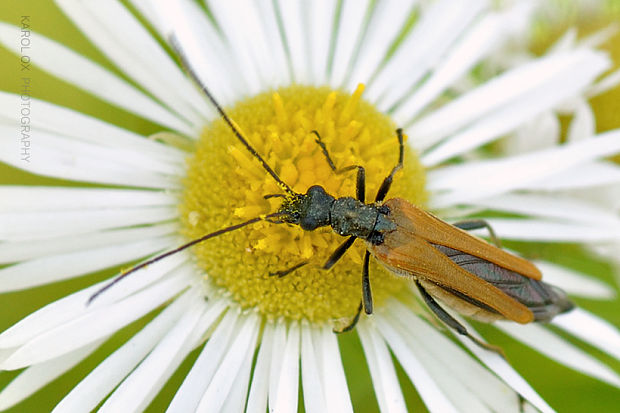 stehnáč Oedemera femorata