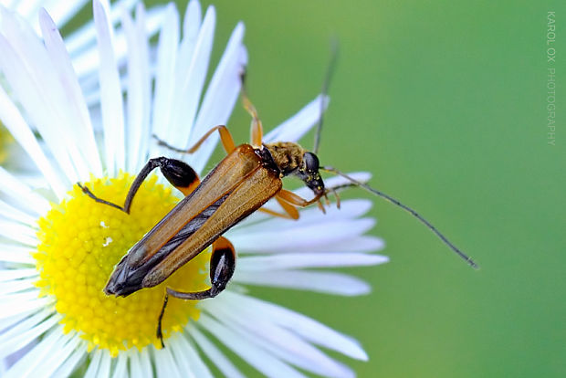 stehnáč Oedemera podagrariae ♂