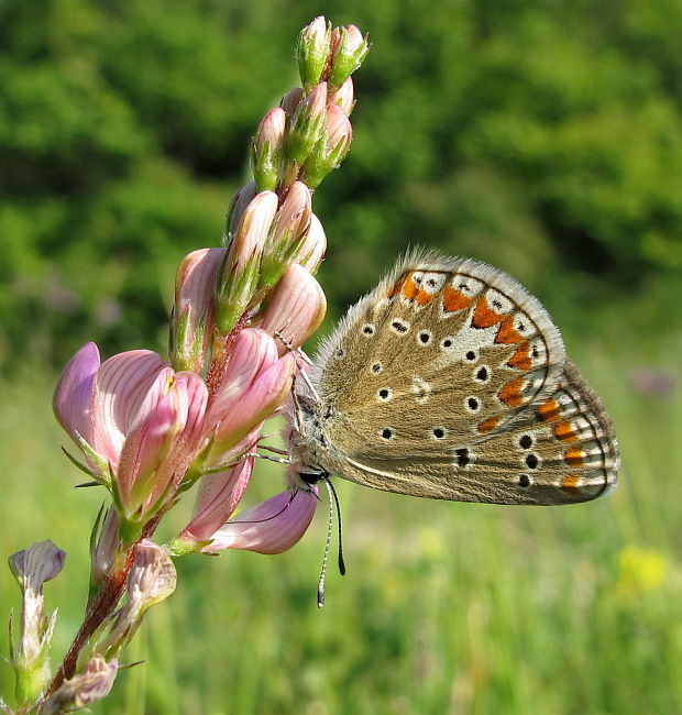 modráčik blankytný Polyommatus thersites