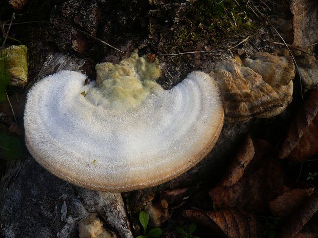 trúdnikovec chlpatý Trametes hirsuta (Wulfen) Lloyd