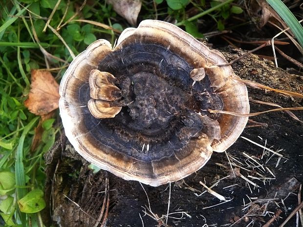 trúdnikovec pestrý Trametes versicolor (L.) Lloyd