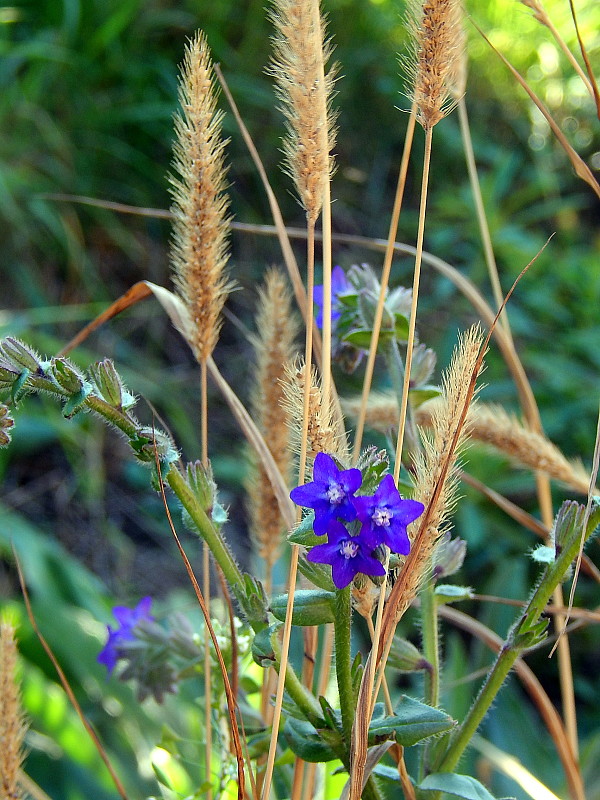 smohla lekárska Anchusa officinalis L.