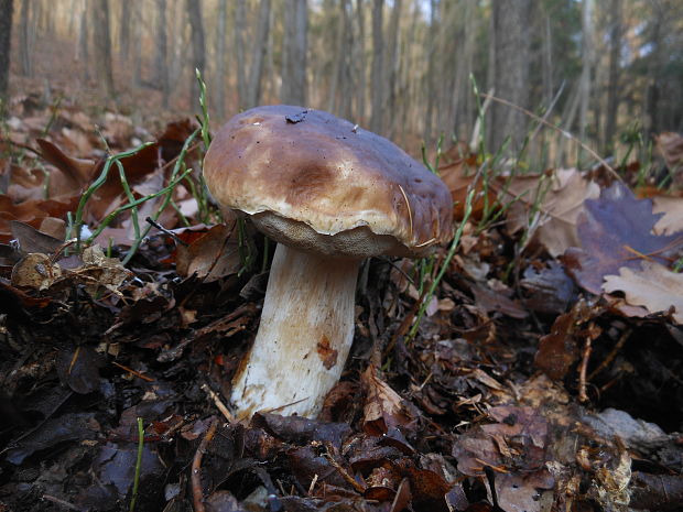 hríb smrekový Boletus edulis Bull.