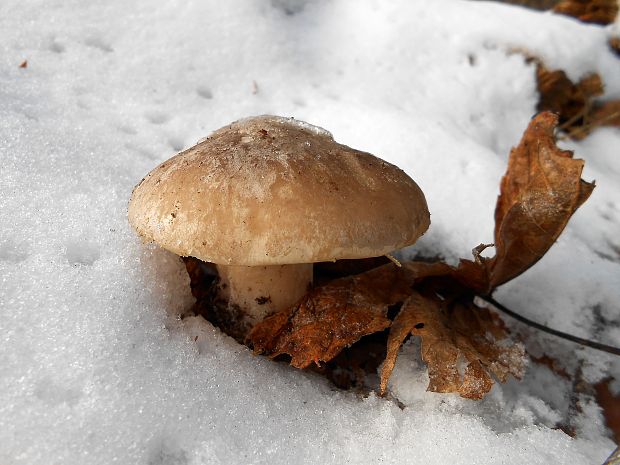 strmuľka inovaťová Clitocybe nebularis (Batsch) P. Kumm.