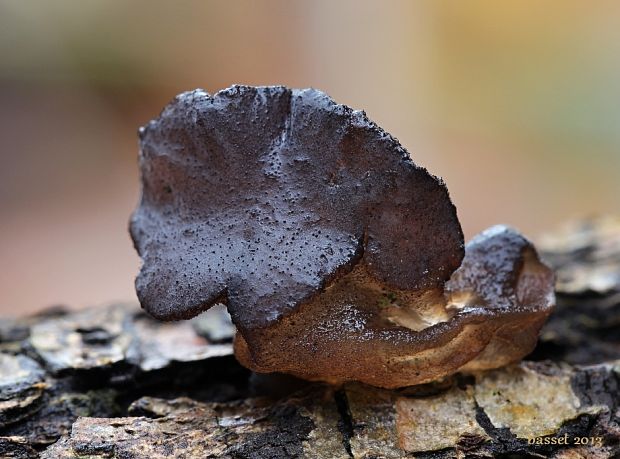 tmavorôsolovec mušľovitý Exidia truncata Fr.