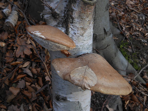 brezovník obyčajný Fomitopsis betulina (Bull.) B.K. Cui, M.L. Han & Y.C. Dai