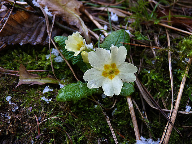 kvitnú Primula acaulis (L.) L.