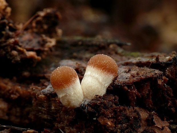 drobuľka vodomilná Psathyrella piluliformis (Bull.) P.D. Orton