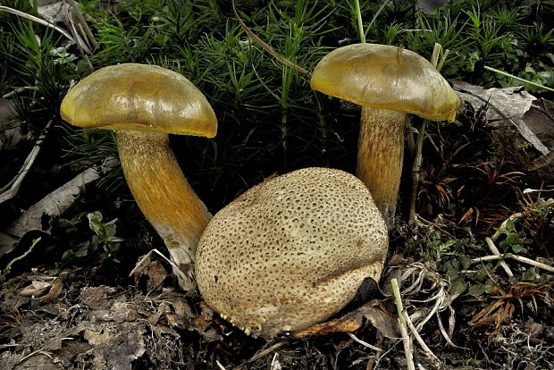 suchohríb cudzopasný Pseudoboletus parasiticus (Bull.) Šutara