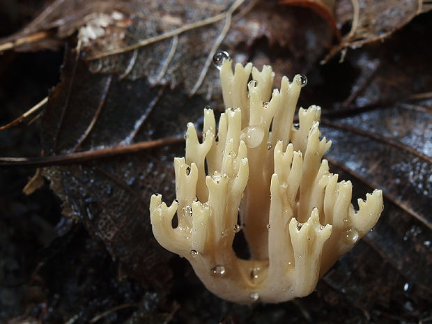 strapačka vzpriamená Ramaria stricta (Pers.) Quél.