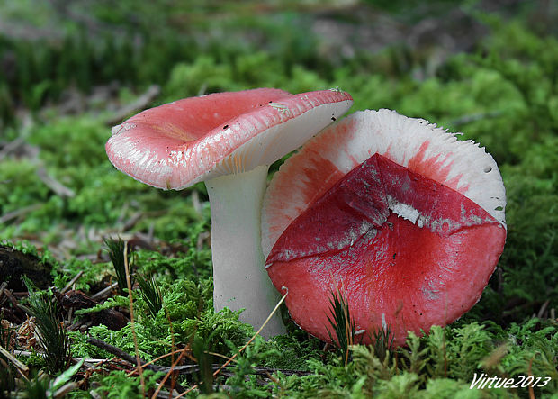 plávka škodlivá Russula emetica (Schaeff.) Pers.