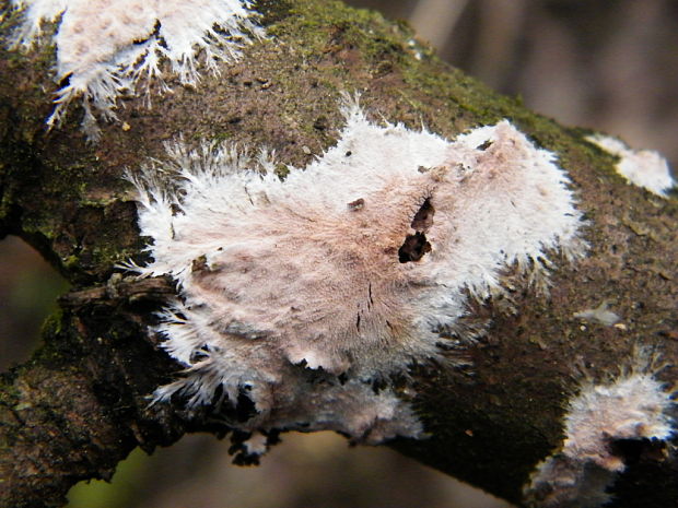 srsťovec strapkatý Steccherinum fimbriatum (Pers.) J. Erikss.