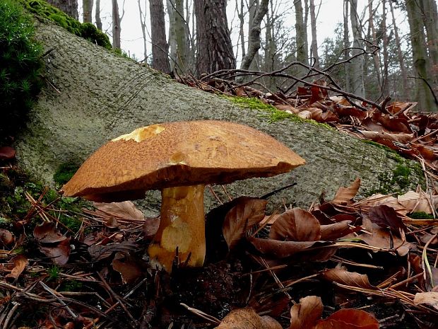 masliak strakatý Suillus variegatus (Sw.) Kuntze