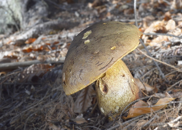 hríb zrnitohlúbikový Sutorius luridiformis (Rostk.) G. Wu & Zhu L. Yang