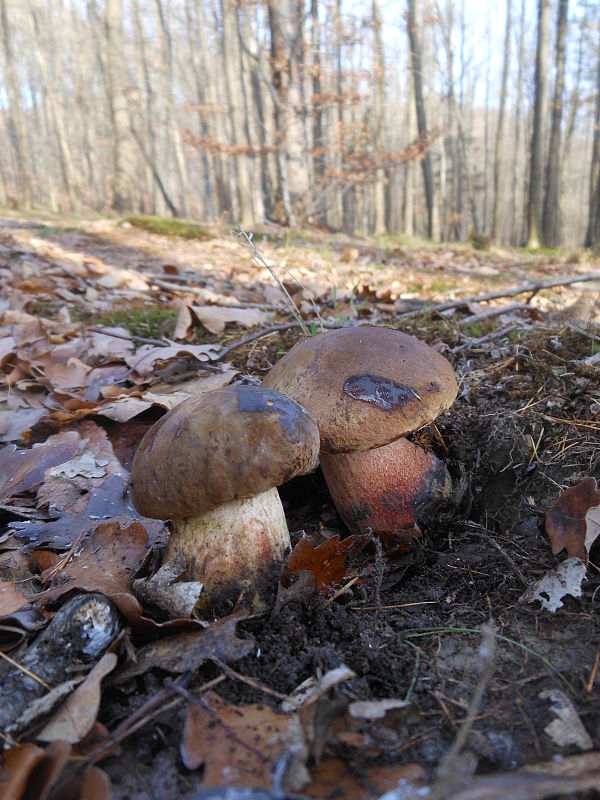 hríb zrnitohlúbikový Sutorius luridiformis (Rostk.) G. Wu & Zhu L. Yang