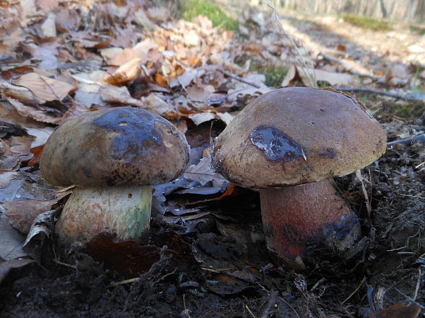 hríb zrnitohlúbikový Sutorius luridiformis (Rostk.) G. Wu & Zhu L. Yang