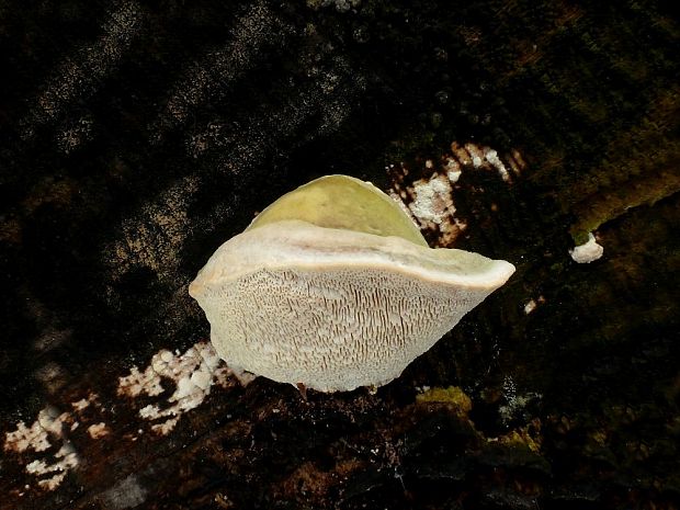 trúdnikovec hrbatý Trametes gibbosa (Pers.) Fr.