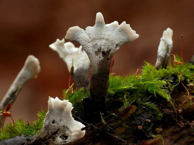 drevnatec parohatý Xylaria hypoxylon (L.) Grev.