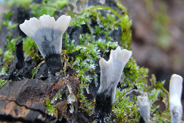 drevnatec parohatý Xylaria hypoxylon (L.) Grev.