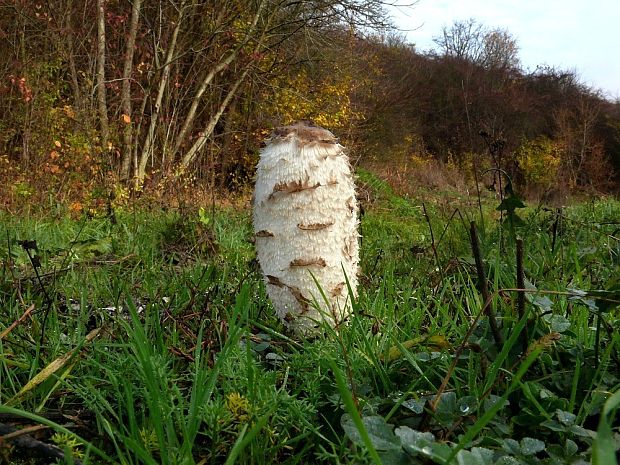 hnojník obyčajný Coprinus comatus (O.F. Müll.) Pers.