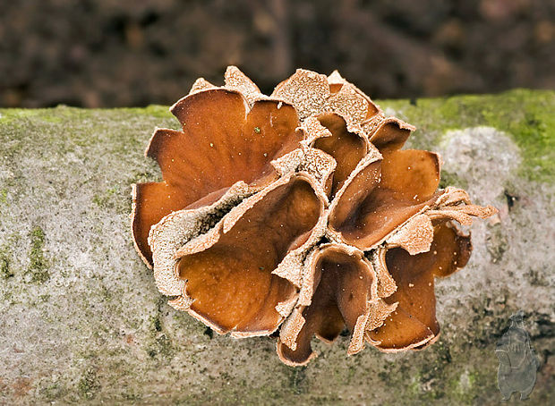 dutinovka otrubnatá Encoelia furfuracea (Roth) P. Karst.