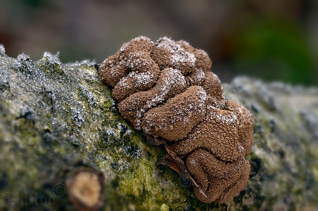 dutinovka otrubnatá Encoelia furfuracea (Roth) P. Karst.