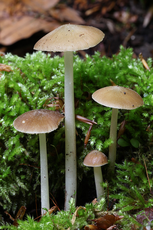 zvončekovec podhorský Hydropus subalpinus (Höhn.) Singer