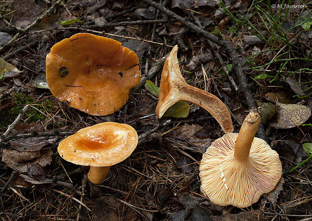 rýdzik smrekovcový Lactarius porninsis Rolland