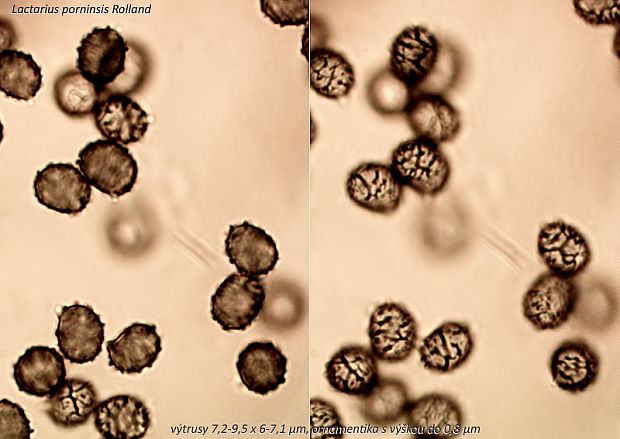 rýdzik smrekovcový Lactarius porninsis Rolland