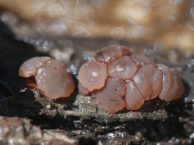 neobulgária Neobulgaria sp.