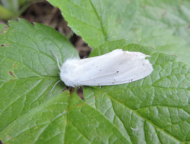 spriadač žihľavový / přástevník kopřivový Spilosoma urticae Esper, 1789