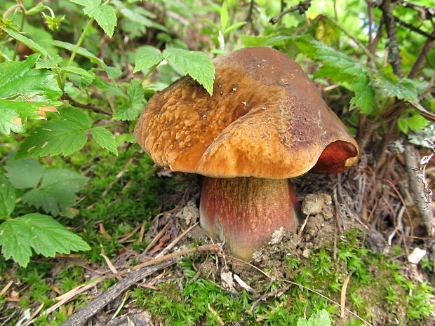 hríb zrnitohlúbikový Sutorius luridiformis (Rostk.) G. Wu & Zhu L. Yang