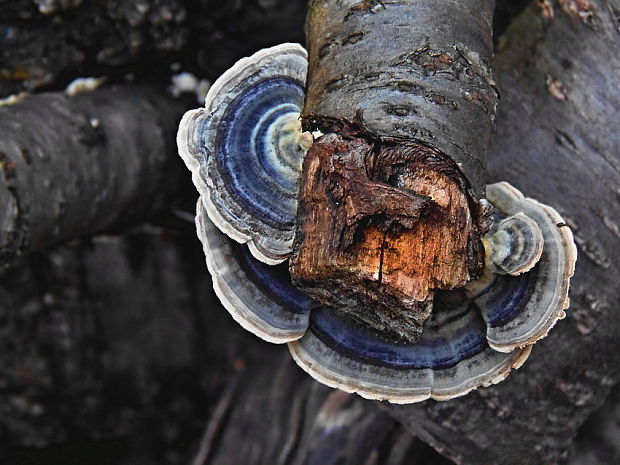 trúdnikovec pestrý Trametes versicolor (L.) Lloyd