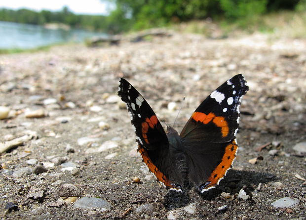 babôčka admirálska Vanessa atalanta