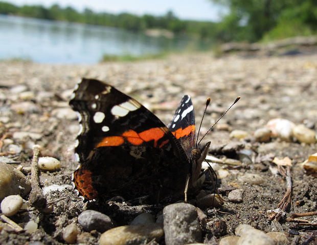 babôčka admirálska Vanessa atalanta