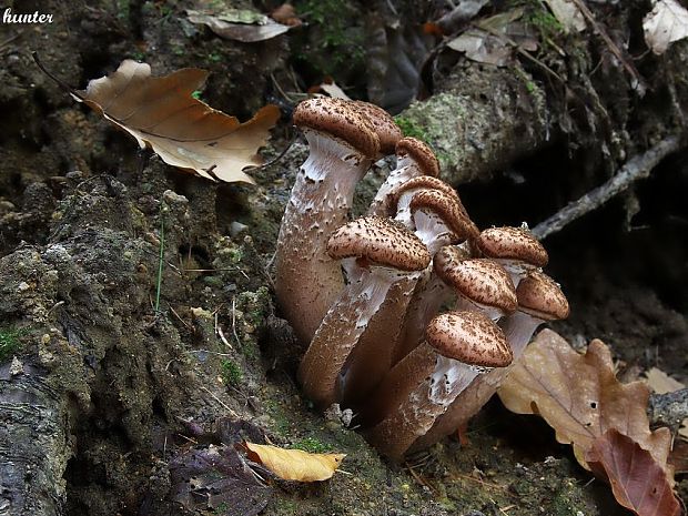 podpňovka Armillaria sp.