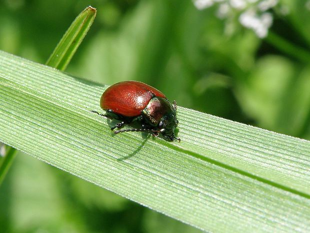 liskavka / mandelinka Chrysolina polita Linnaeus, 1758