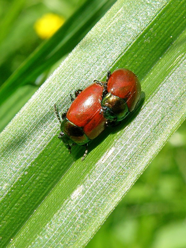 liskavka / mandelinka Chrysolina polita Linnaeus, 1758