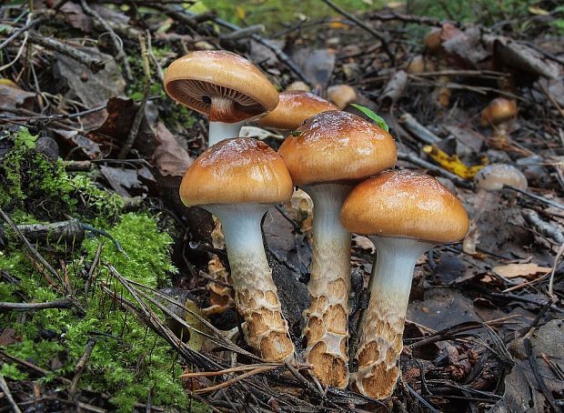 pavučinovec mazľavý Cortinarius trivialis J.E. Lange