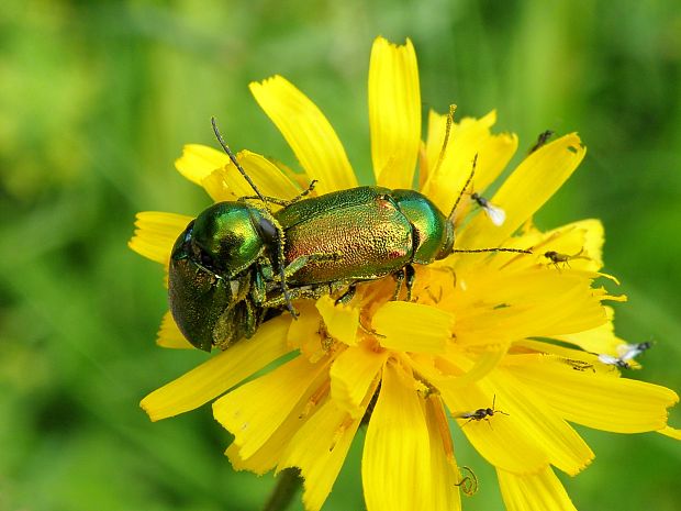 krytohlav / krytohlav hedvábitý Cryptocephalus sericeus Linnaeus, 1758