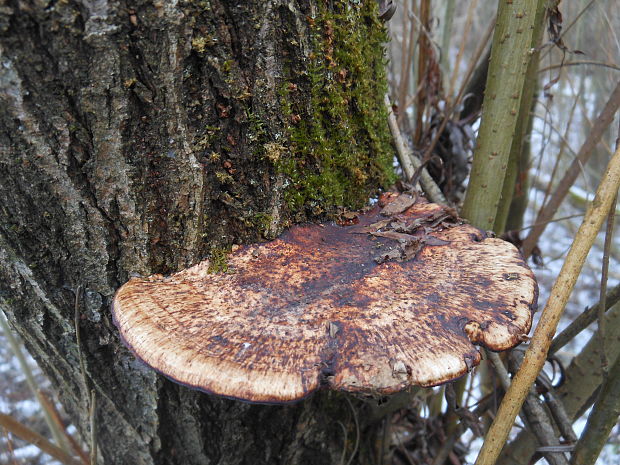 sieťkovček červenkastý Daedaleopsis confragosa (Bolton) J. Schröt.