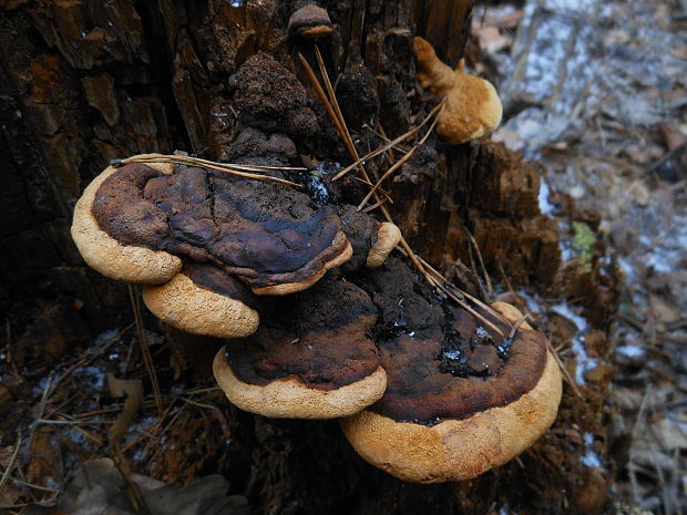 trámovka anízová Gloeophyllum odoratum (Wulfen) Imazeki