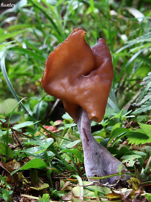 ušiak mitrovitý Gyromitra infula (Schaeff.) Quél.