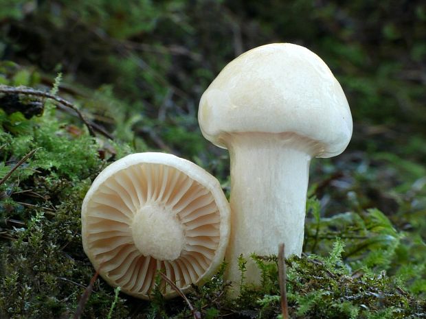 šťavnačka sliznatoprsteňová Hygrophorus gliocyclus Fr.