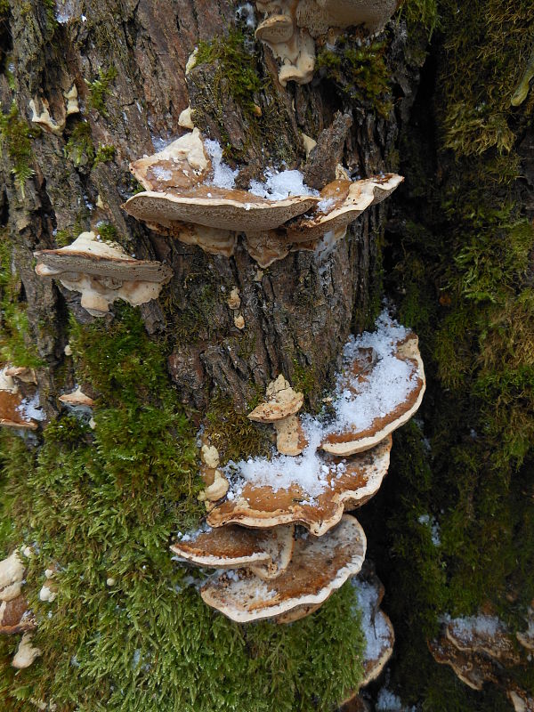 ryšavec lúčový Inonotus radiatus (Sowerby) P. Karst.