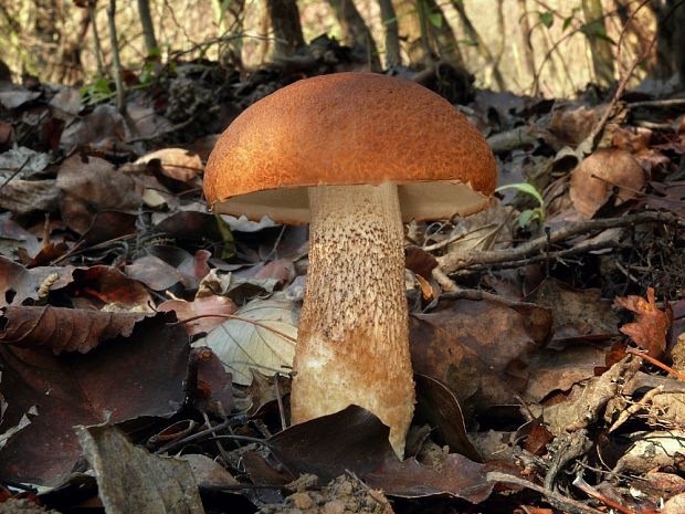 kozák dubový Leccinum aurantiacum (Bull.) Gray