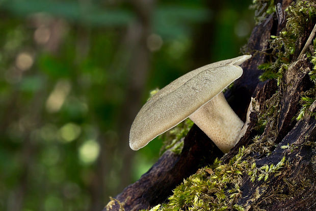 trúdnik strapkatý Lentinus substrictus (Bolton) Zmitr. & Kovalenko